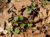 seedlings of garlic mustard