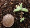 Anaphalis margaritacea seedling