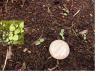 Anemone virginiana cotyledons plus insert of first leaves