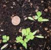 Angelica seedlings - highly lobed first leaves with red veins & stems