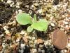 Antennaria parlinii seedlings already show white hairs.