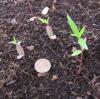 Asclepias incarnata seedlings in flat