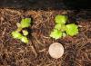 Betula alleghaniensis seedling