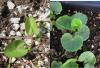 Caltha palustris seedlings