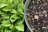 tall bellflower seedling & cotyledon