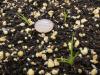 grasslike Carex seedlings