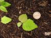 seedling Carpinus