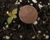 Cephalanthus occidentalis seedlings