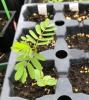 compound leaves of partridge pea