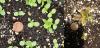 cotyledon & 1 year seedling of pasture thistle