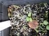 Clematis occidentalis seedlings