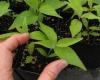 Cornus florida seedling