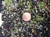 Eragrostis spectabilis seedlings