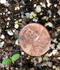 Gentiana clausa cotyledons w insert of first leaf