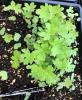 oversown flat of wild geranium