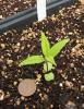 Helianthus decapetalus seedling