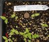 Heliopsis helianthoides seedling