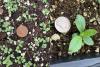 germination & seedling of hawkweed