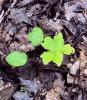 cotyledons, first leave shows maple shape