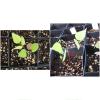 hylodesmodium seedlings
