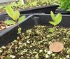 Hypericum ellipticum seedling