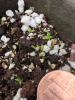 Lysimachia/Trientalis borealis seedlings