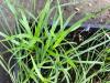 green sedge with medium width leaves