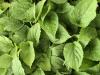 tightly packed flat of seedlings