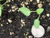 large cotyledons & rounded serration on true leaves