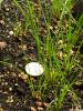 round monocot foliage of Juncus