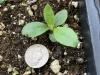 Hieracium scabrum seedling