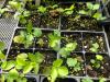 Sanicula sp. seedlings