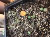 cotyledons of early meadow rue