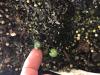 rounded leaves of seedling water avens