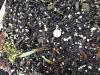 single narrow leaf of trout lily seedling