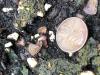 canada lily seed germinating