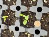 cotyledons of silky dogwood