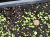 alleghany vine seedlings