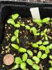 whorled milkweed seedling