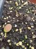 spicebush seedling