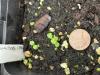 seedlings of wood nettle