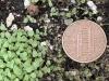 small cotyledons of hairy beardtongue