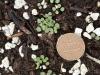 seedlings of Penstemon digitalis