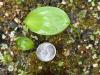 oval shining cotyledon of Clintonia