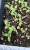 Verbena hastata seedlings