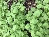 Scrophularia marilandica seedlings