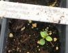 Ceanothus americanus seedling