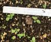 Solidago bicolor seedlings