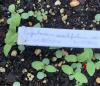 Eupatorium sessilifolium seedling