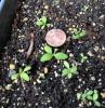 Helenium autumnale seedling